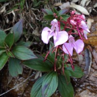 <i>Impatiens elongata</i>  Arn.